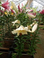 [3164 Santini World B No101.JPG]